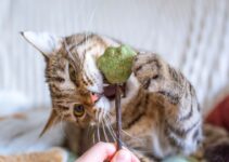 Cat Playtime: Age-Appropriate Activities and Toys