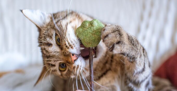 Photo Cat Playtime