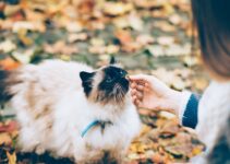 Emergency Pet First Aid Every Owner Should Know