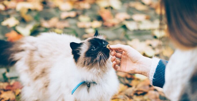 Photo Pet First Aid