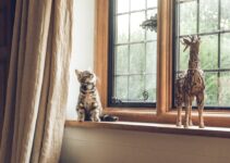 Indoor vs Outdoor Cats: Pros and Cons of Each Lifestyle