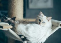 Feline Behavioral Problems: Aggression and Solutions Feline Behavioral Problems: Aggression and Solutions