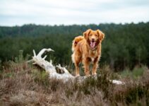 Dog Exercise Requirements by Breed and Activity Level
