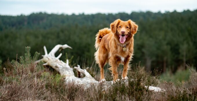 Photo Dog Exercise Requirements