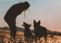 Dog Training Consistency: Family Rules and Commands Dog Training Consistency: Family Rules and Commands