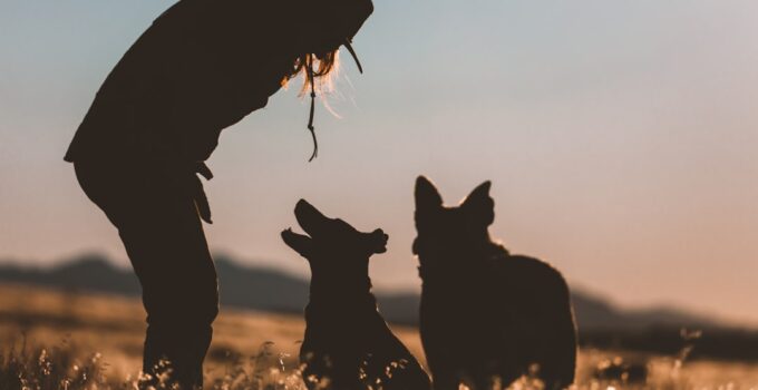 Photo Dog Training Consistency
