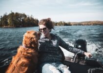 Traveling with Pets: Car Safety and Comfort Tips
