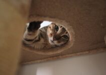 Cat Hiding Behavior: When to Worry vs Normal Patterns