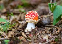 Common Household Plants That Are Toxic to Pets Common Household Plants That Are Toxic to Pets