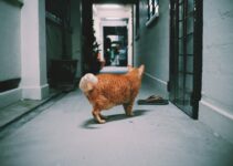 Cat Litter Box Training: Solutions for Common Problems Cat Litter Box Training: Solutions for Common Problems