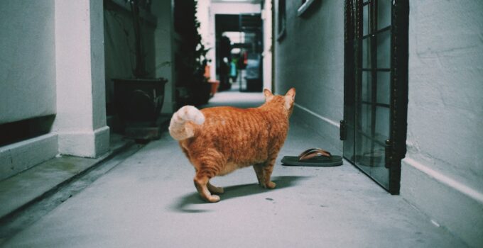 Photo Cat Litter Box Training
