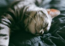 Understanding Your Cat’s Sleeping Patterns and Needs