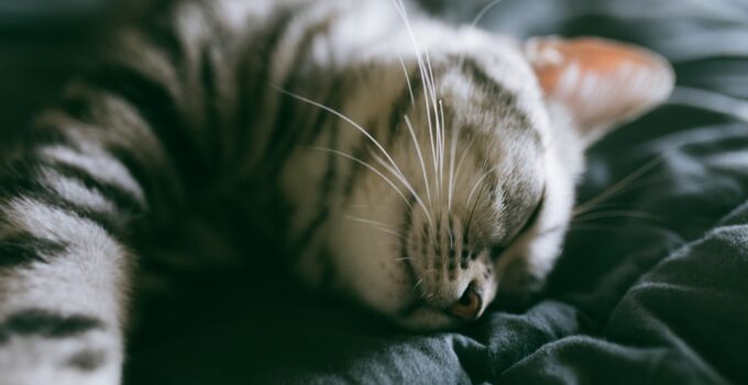 Photo Cats Sleeping Patterns