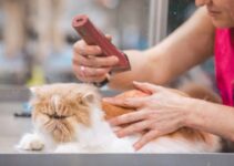 Understanding Cat Grooming: Self-Care vs Owner Help