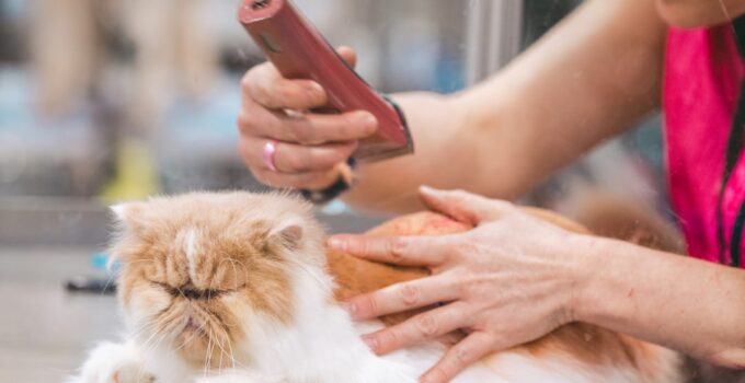 Photo Cat Grooming