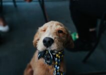 Puppy Socialization: Critical Period Development