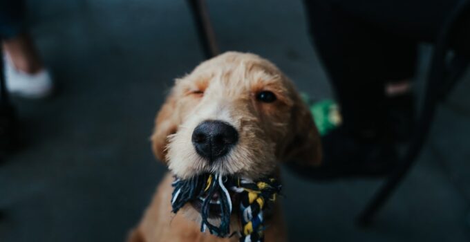 Photo Puppy Socialization