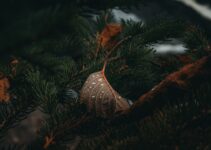 Pet Holiday Safety: Decorations and Food Hazards
