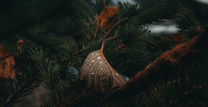 Photo Holiday Safety