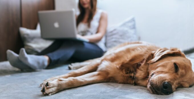 Photo Pet Insurance