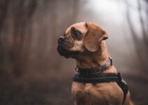 Dog Anxiety Solutions: Calming Techniques That Work Dog Anxiety Solutions: Calming Techniques That Work
