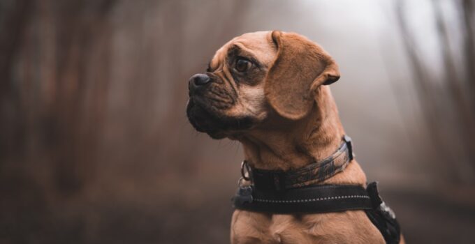 Photo Dog Anxiety Solutions