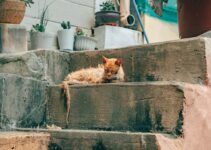 Cat Litter Box Location: Optimal Placement Strategies