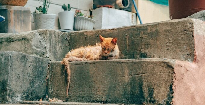 Photo Cat Litter Box Location