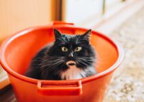 Cat Nutrition: Wet vs Dry Food Debate Settled Cat Nutrition: Wet vs Dry Food Debate Settled