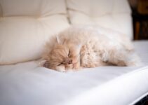 Pet Sleep Disorders: Recognizing Abnormal Patterns Pet Sleep Disorders: Recognizing Abnormal Patterns