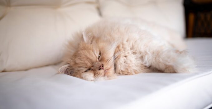 Photo Pet Sleep Disorders