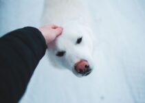 Dog Nail Trimming: Overcoming Fear and Resistance