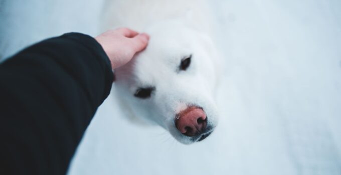 Photo Dog Nail Trimming