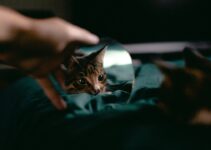 Feline Constipation: Dietary Solutions and Prevention