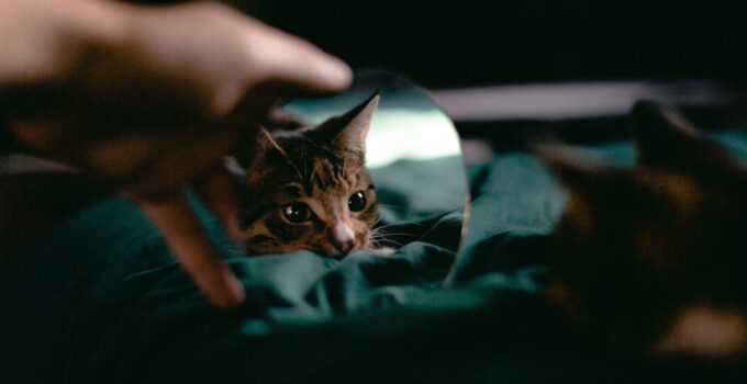 Photo Feline Constipation