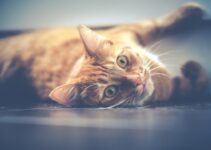 Feline Urinary Health: Prevention and Warning Signs Feline Urinary Health: Prevention and Warning Signs