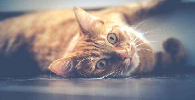 Photo Feline Urinary Health