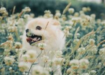 Pet Allergies: Identifying Environmental Triggers