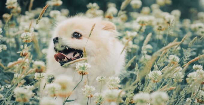Photo Pet Allergies