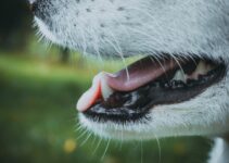 Dog Nose Health: Dry, Wet, and Warning Signs Dog Nose Health: Dry, Wet, and Warning Signs