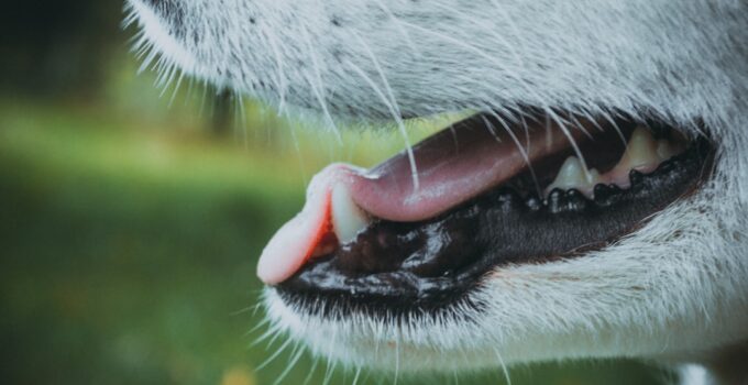 Photo Dog Nose Health