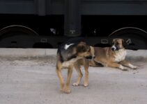 Dog Leash Training: Walking Without Pulling Dog Leash Training: Walking Without Pulling