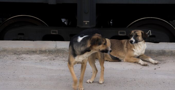 Photo Dog Leash Training