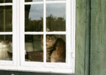 Cat Window Safety: Preventing High-Rise Syndrome
