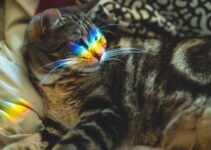 Cat Enrichment Activities for Indoor Entertainment Cat Enrichment Activities for Indoor Entertainment