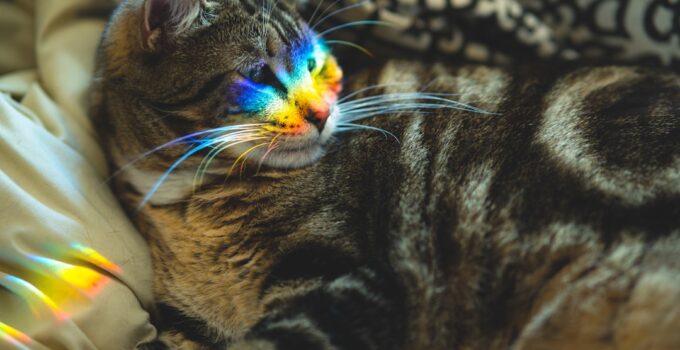 Photo Cat Enrichment Activities