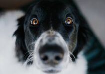 Signs Your Dog Needs Immediate Veterinary Attention