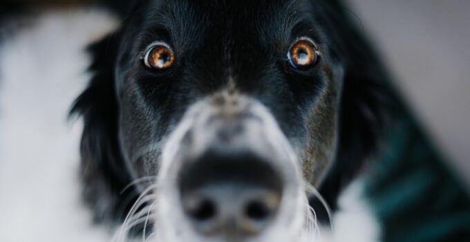 Photo Dog Veterinary Attention