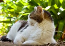 Pet Obesity: Health Risks and Weight Management