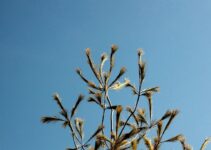 Dog Seasonal Allergies: Natural Relief Methods Dog Seasonal Allergies: Natural Relief Methods